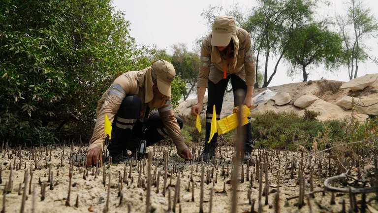 ‘DENDRA SUCCESSFULLY COMPLETES FIRST ANNUAL RESTORATION CYCLE IN SUPPORT OF UAE’S 100 MILLION MANGROVE INITIATIVE”