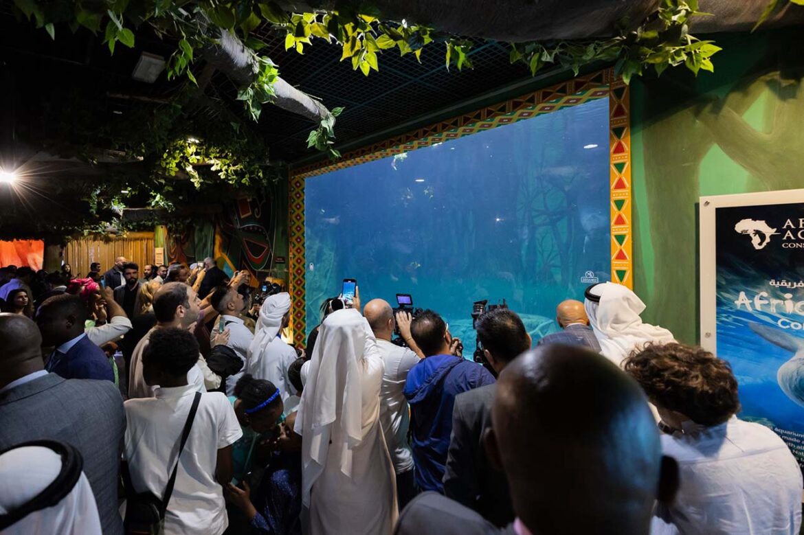 The National Aquarium Abu Dhabi Provides Home to two Manatees and initiates conservation project in West Africa: A Tale of Safeguarding their Species